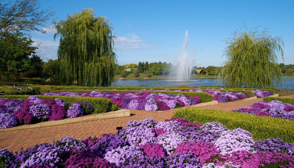 A garden full of violet flowers, a fountain, trees, and 